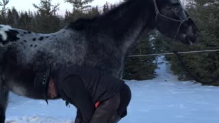 True Canadian Cowboy: The Mighty Horse🐎