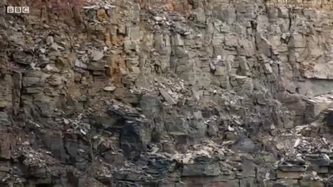 Amazing Animal Moments | ON Earth