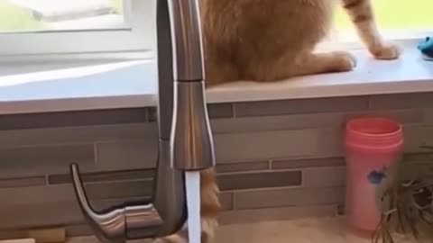 Animales graciosos Na Na Na 🙀😹