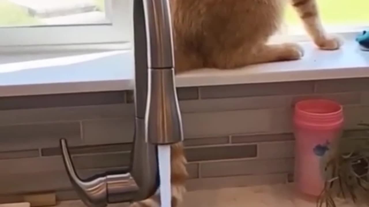 Animales graciosos Na Na Na 🙀😹