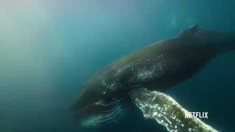 Humpback whale