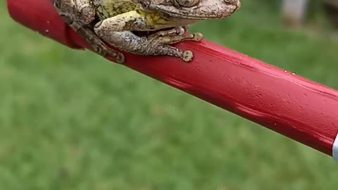 Frog I found in the Garden. Let it go afterword of course.