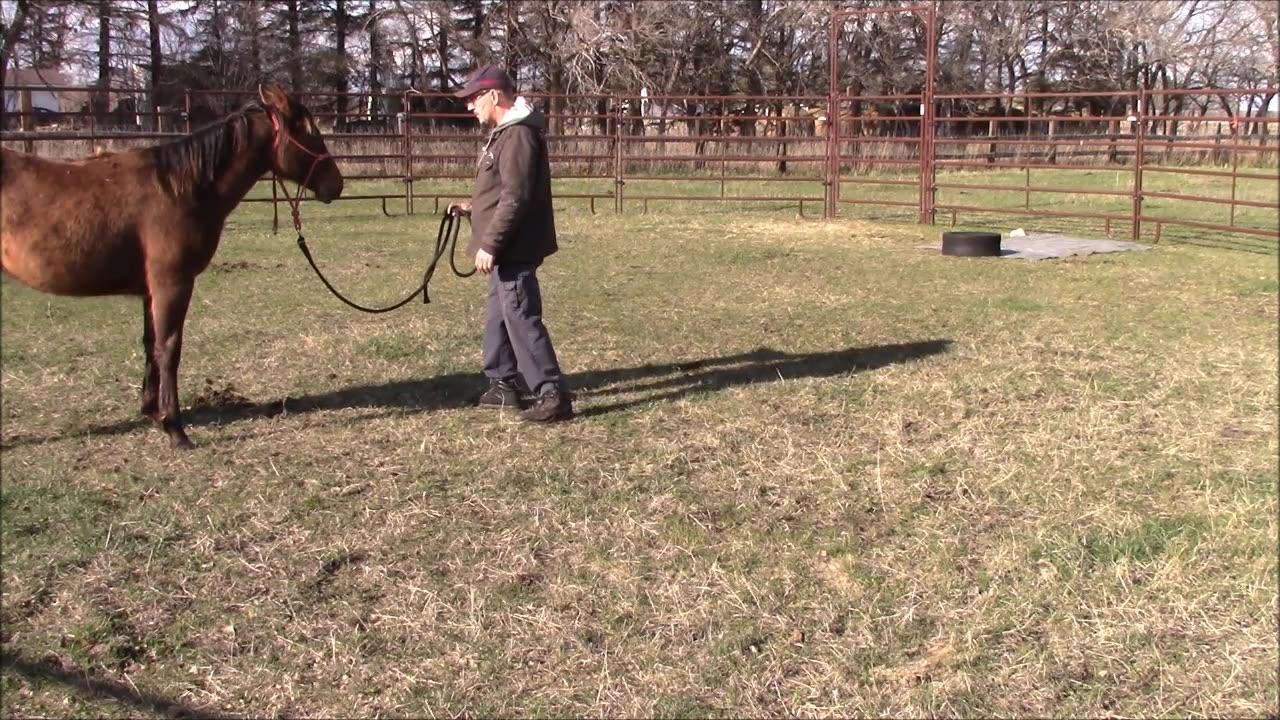 Baby Steps Horse Training PT 25