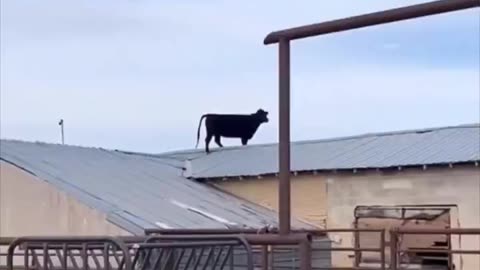 cow walk