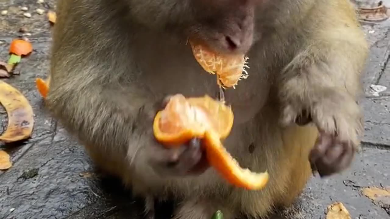 Little monkey eating oranges