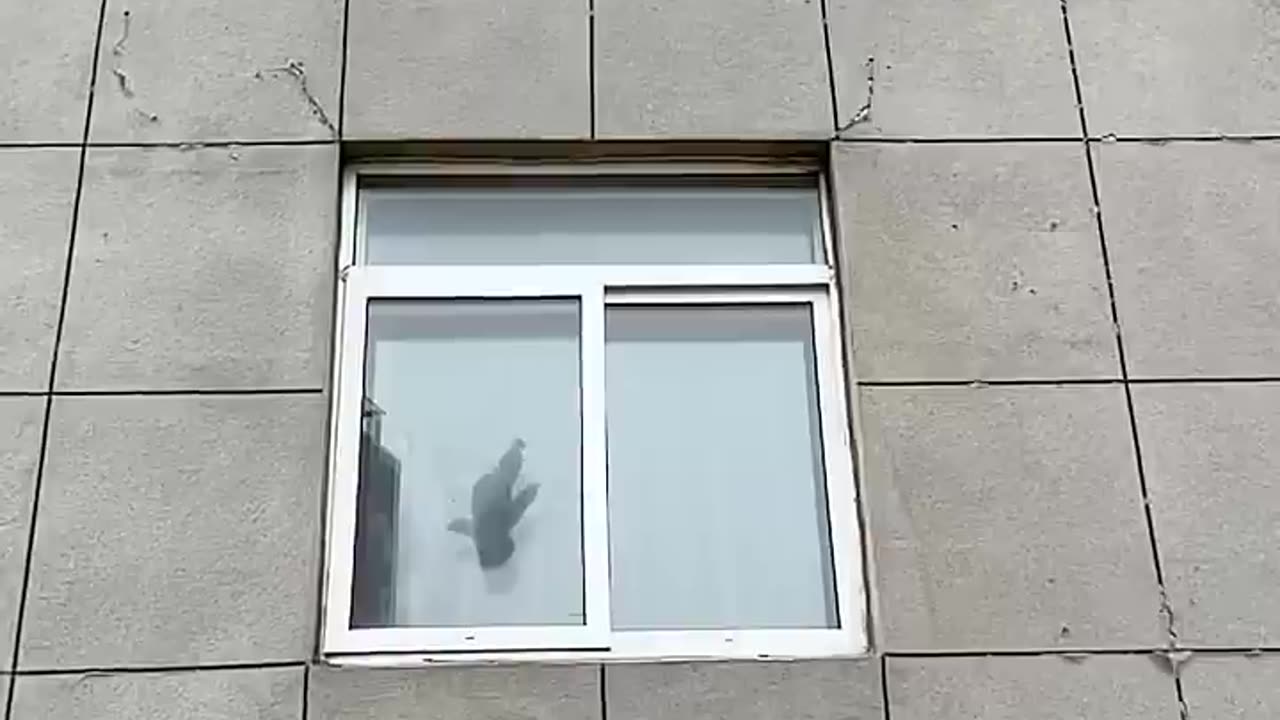 Dog Being SuperMan 💪🏼