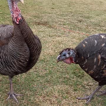 Calling the turkey hens