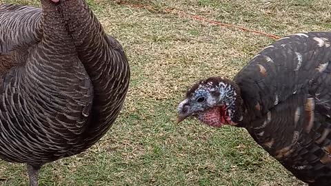 Calling the turkey hens