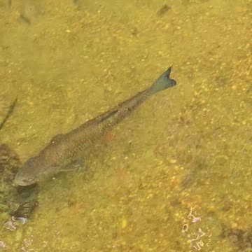 Beautiful chub in a river / beautiful fish in a river.
