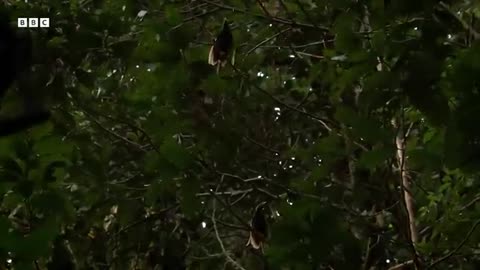 Extraordinarily Rare Birds of Paradise Sighting Bill Baileys Jungle Hero BBC Earth_360P