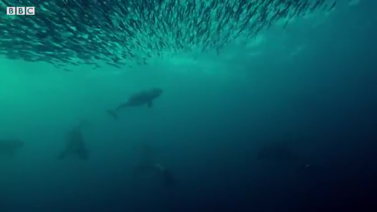 Whales and Orcas Feed Together | BBC Earth