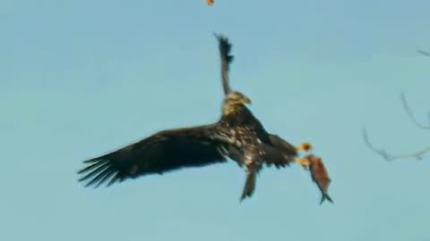 Eagle attack