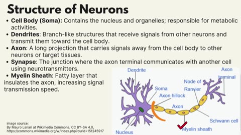 Neurons Explained: Structure, Function, and Unique Characteristics