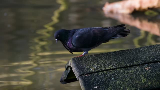 pigeons