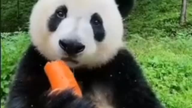 cute panda eating 🥕