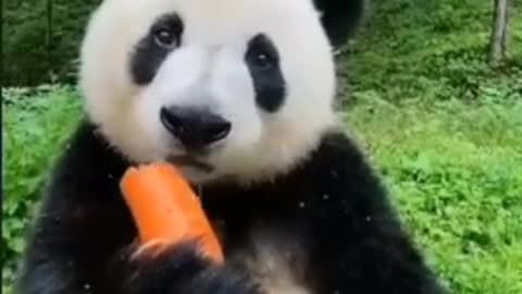 cute panda eating 🥕