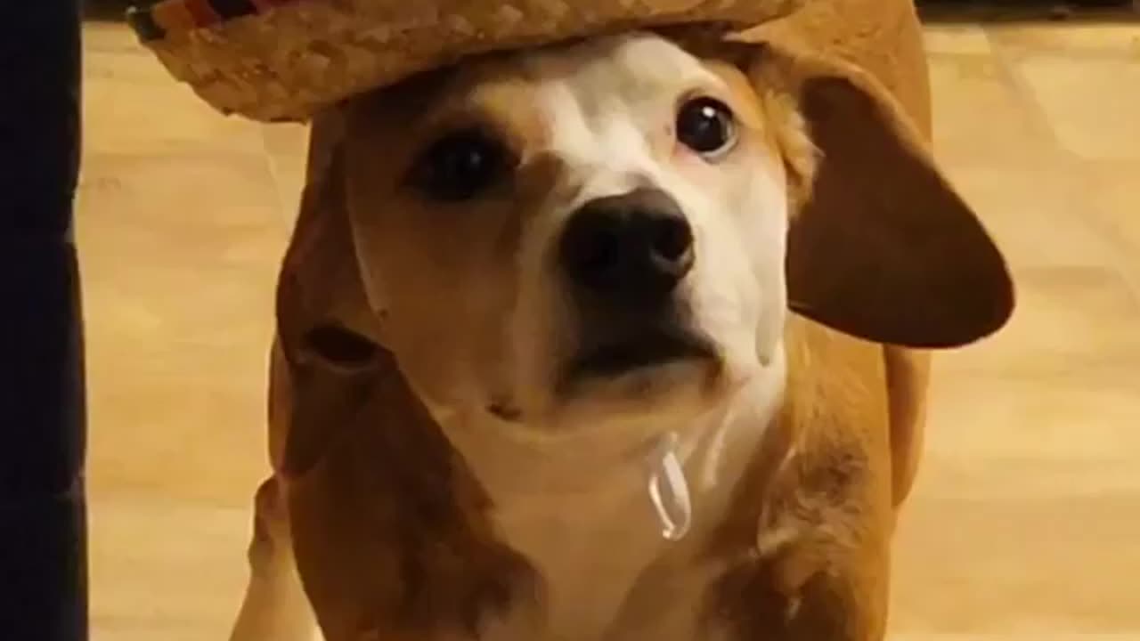 Sombrero Causes Dog to Freeze in Place