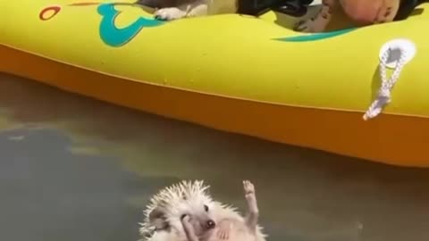 De Pernas Para o Ar...