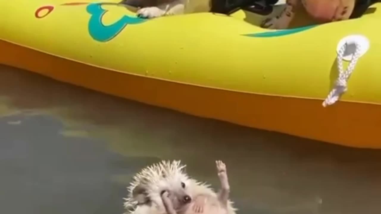 De Pernas Para o Ar...