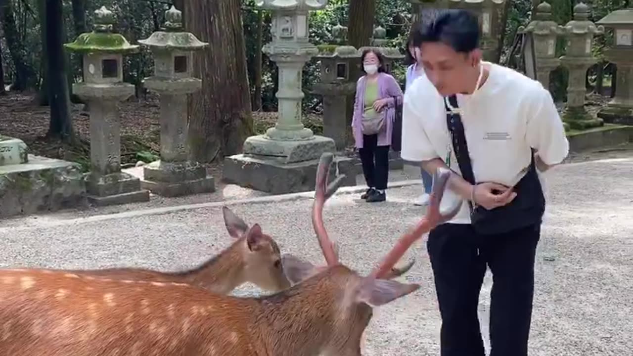 Polite Deer | Nara Park , Japan