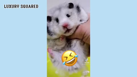 CUTE HAMSTER VIDEO