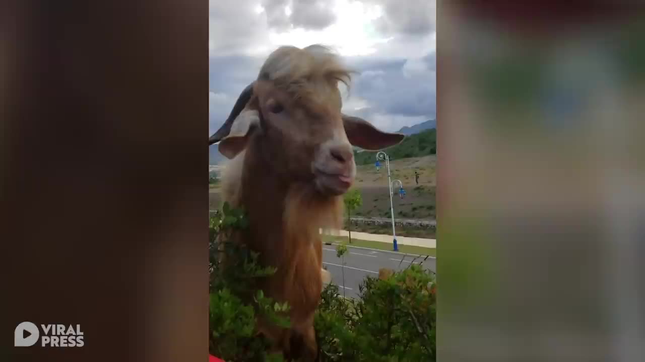 Hilarious Conversation Between Goat And Farmer