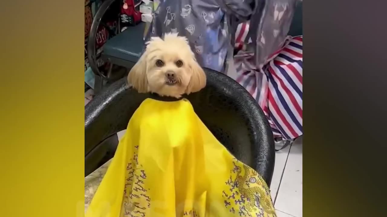 Funny Dogs and Cats 2022