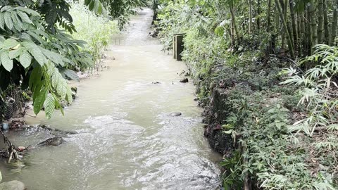 A Jungle River Flows through the Malaysian National Zoo, in Kuala Lumpar