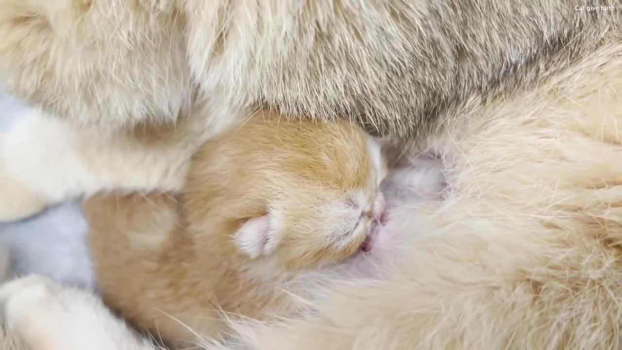 母猫は生まれたばかりの子猫を優しく起こして餌を与えます