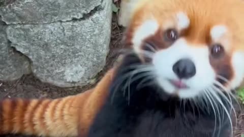 cute animal