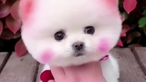 Cute dog Dog recation