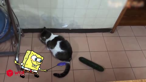 Funniest and Crazy Animal Videos with Spongebob