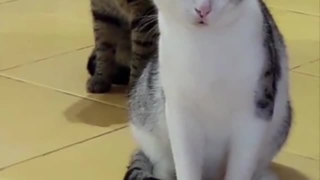 very funny cat