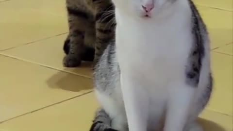 very funny cat