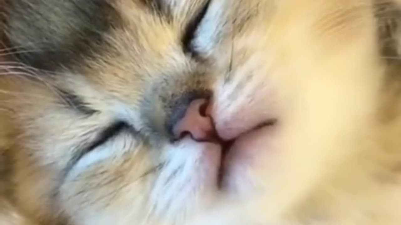 Cute baby 🥰#cat #kitty #pets #kitten #catsoftiktok #fyp #foryou #cute #cats