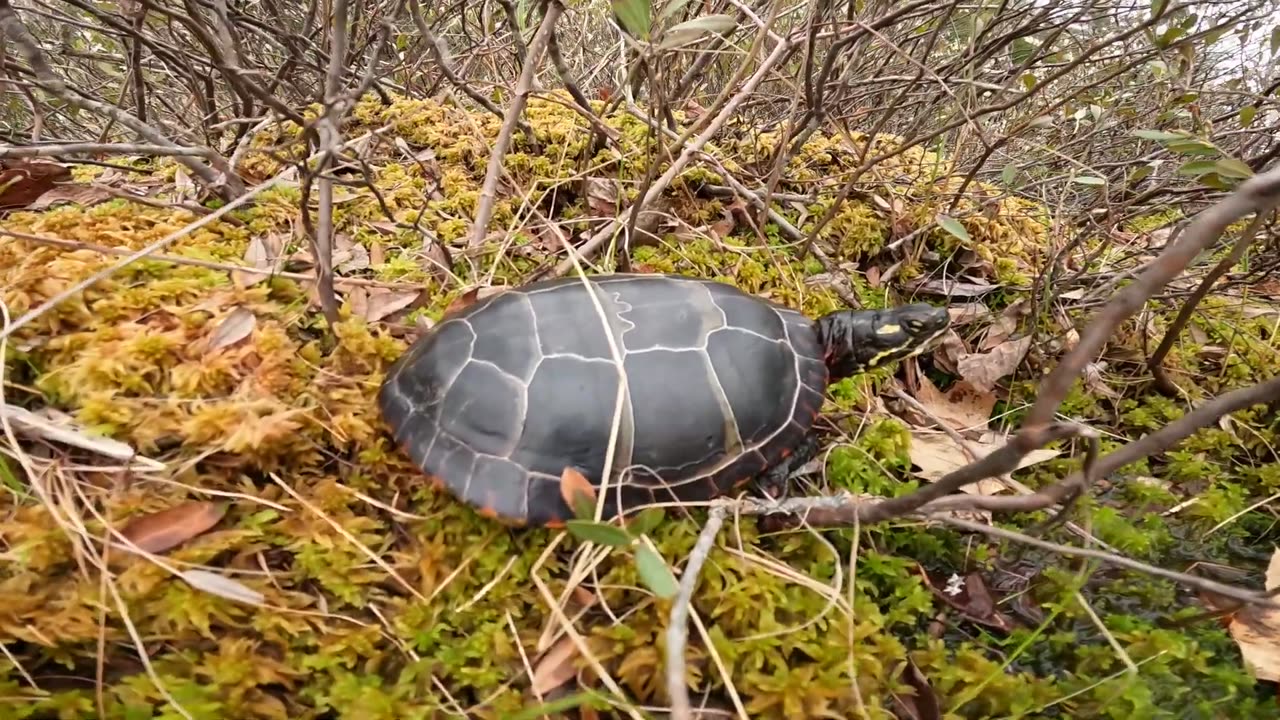 Painted Turtle