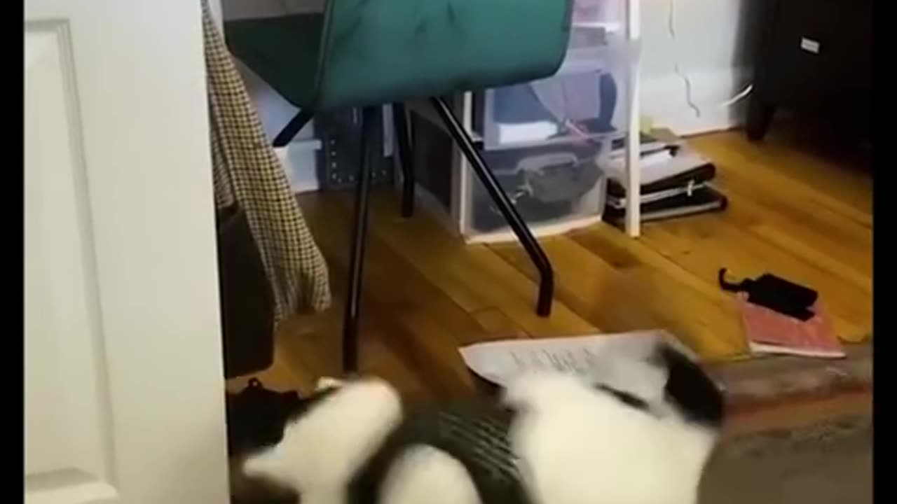 Funny cats