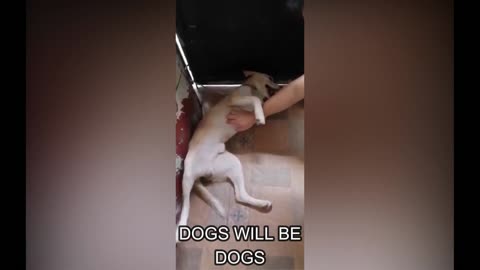 DOGS WILL BE DOGS