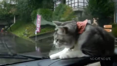 FUNNY CATS COMPILATION PART 3