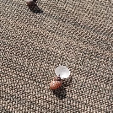 Snails, moving at a snails pace