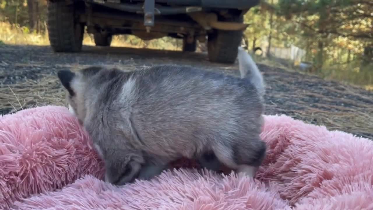 Best Bowtie Pomsky Love - Baby Pomsky Pepsi, Best Mini Husky Markings