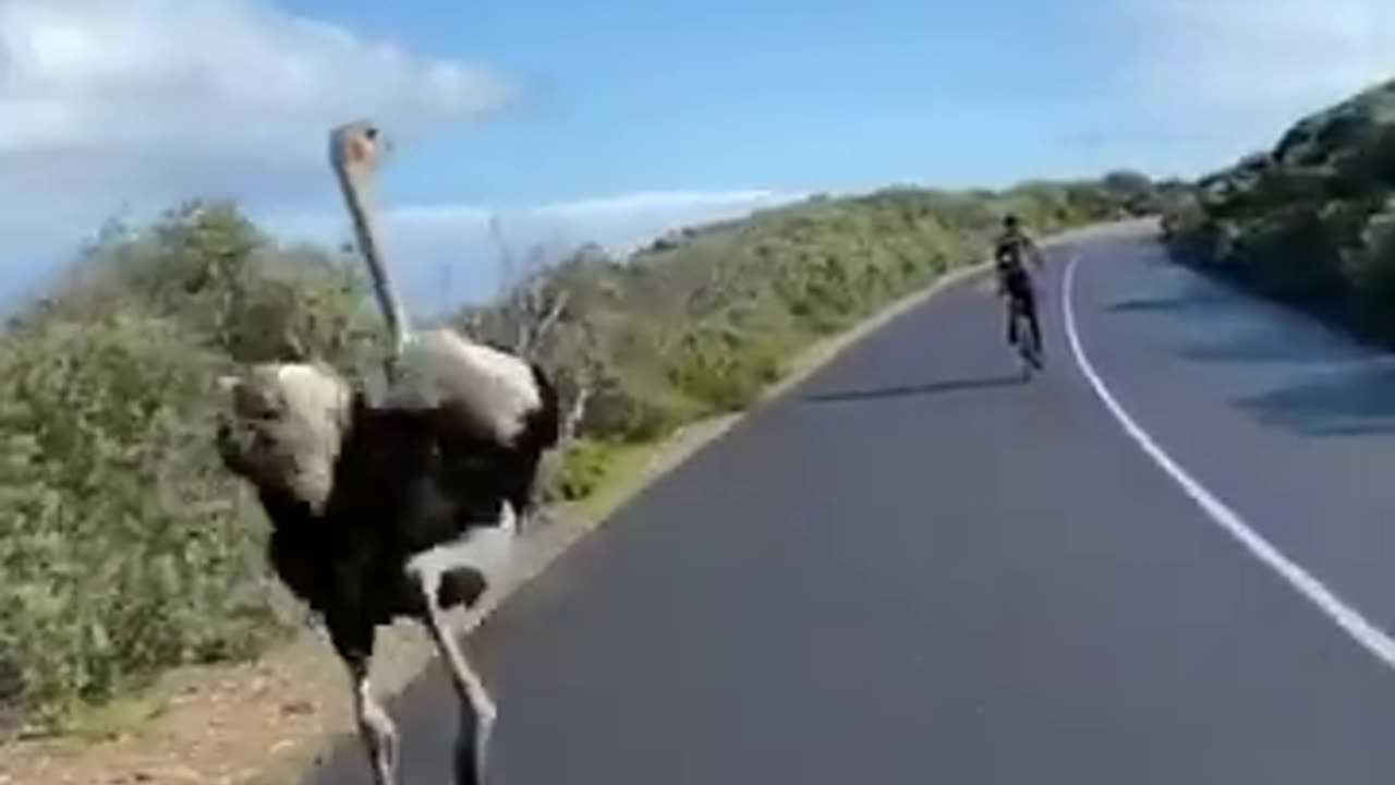 ostrich running