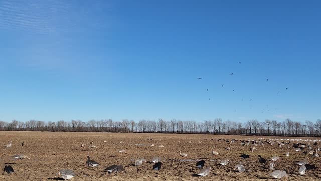 1/27 goose hunt