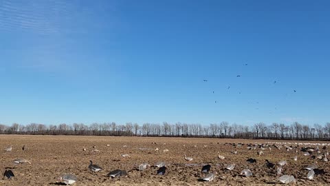 1/27 goose hunt