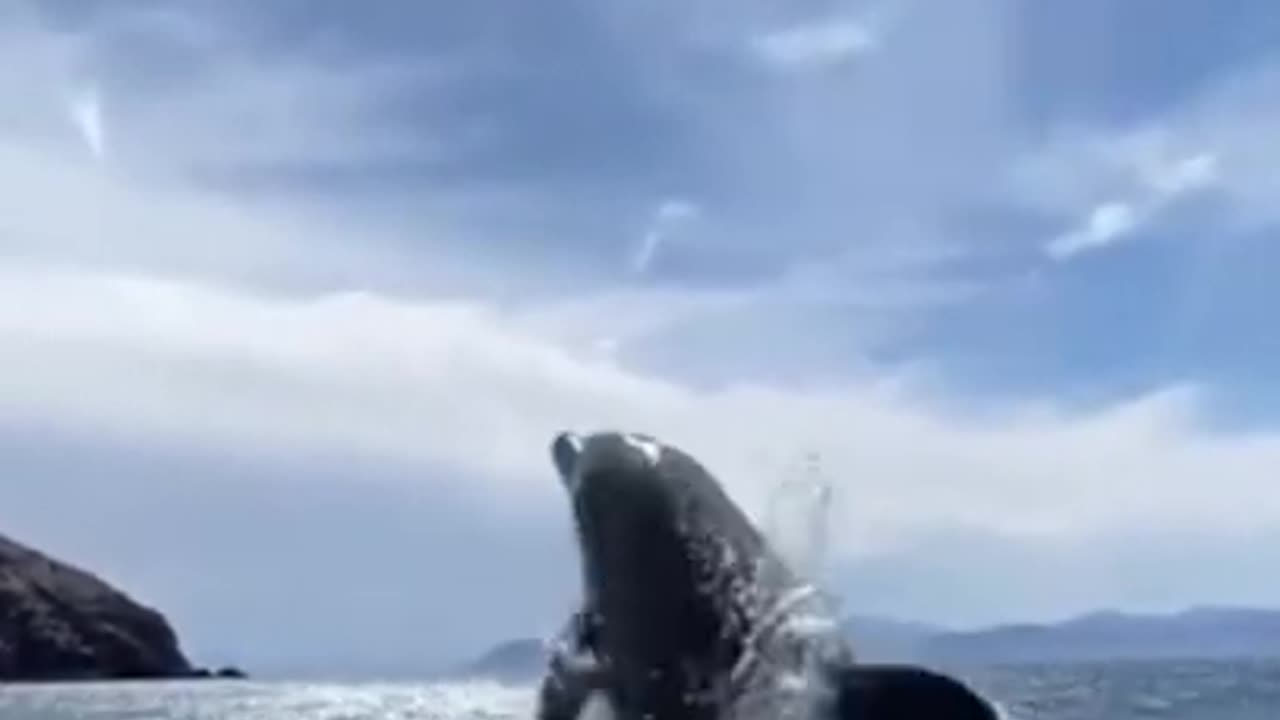dolphins are more intelligent than humans