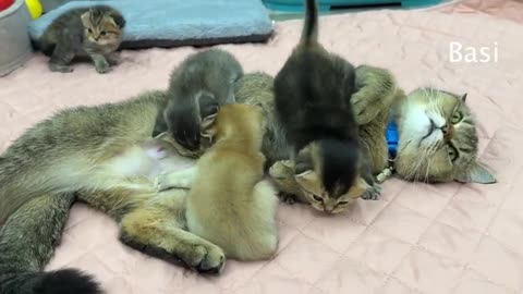 Mother cat hugs kitten tightly so she doesn't run away