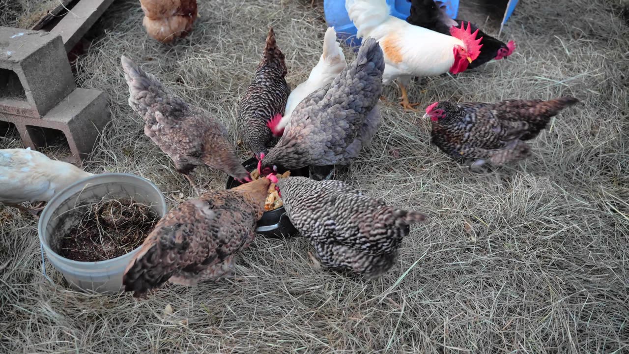 Hens wipe out new dish: Vegetable Bean Tuna Pasta Mushroom Surprise.