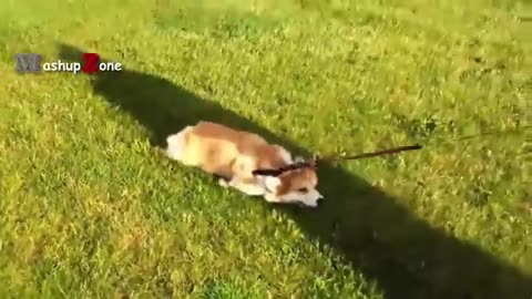 Funny Dogs - World's Funniest Dog Video Ever!