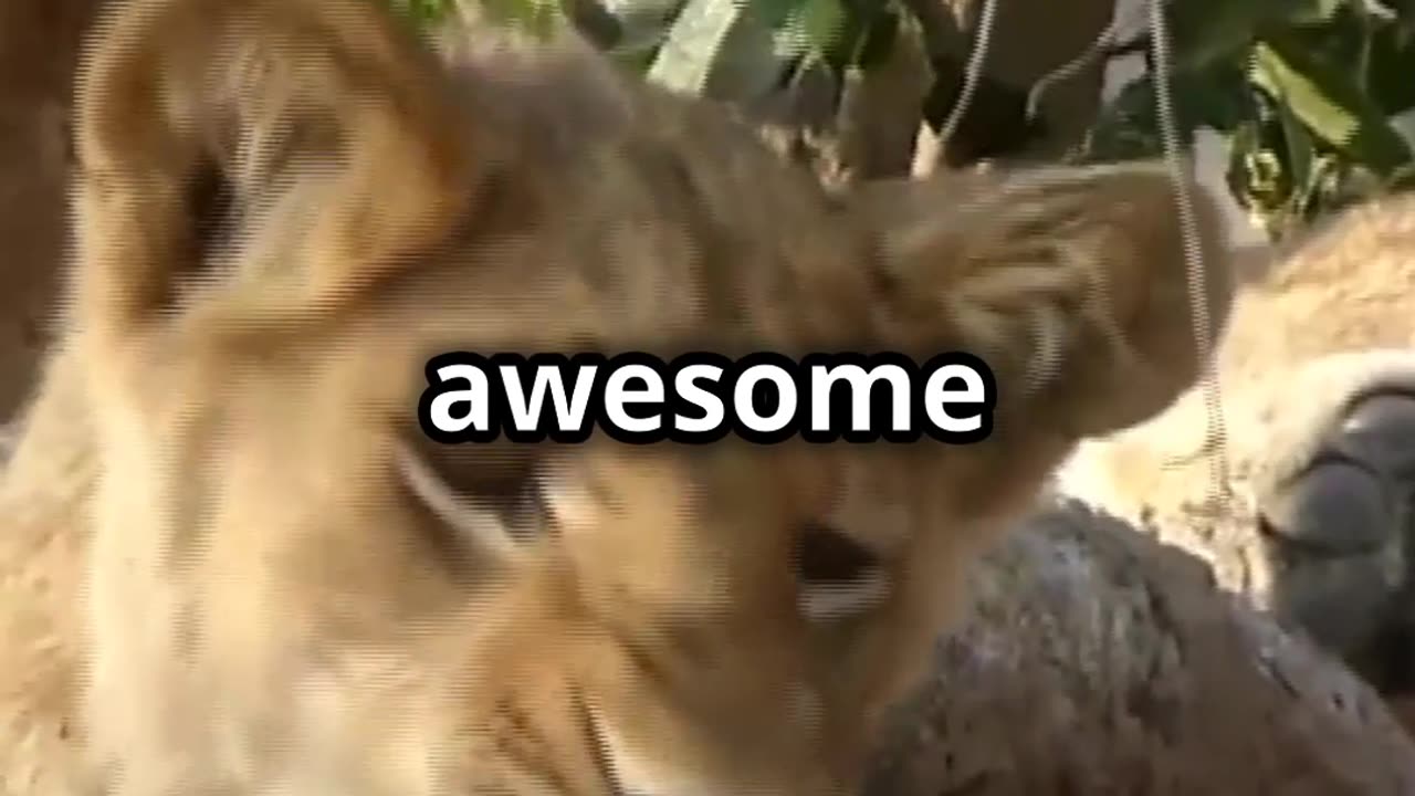 Roar into the Wild - 7 Jaw Dropping Lion Facts