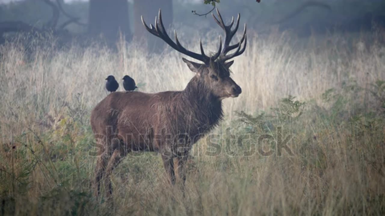 Red Deer Stag Bellowing During Rut